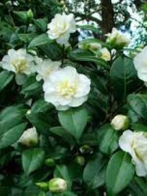 Azalea-white2-pli Azalea Flowering Plant, White