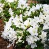 Azalea Flowering Plant, White