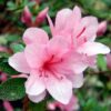Azalea Flowering Plant, White And Pink