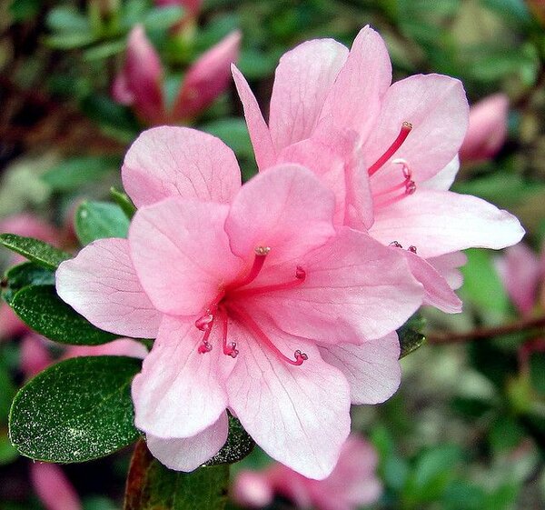 Azalea Flowering Plant, White And Pink