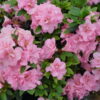Azalea Flowering Plant, White And Pink