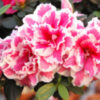 Azalea Flowering Plant, White And Pink