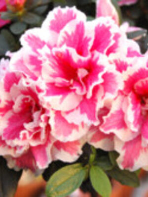 Azaleas-White-and-Pink3-pli Azalea Flowering Plant, White And Pink