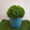 Ball-Kamini-3-pli Ball Kamini Plant