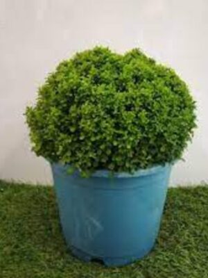 Ball-Kamini-3-pli Ball Kamini Plant