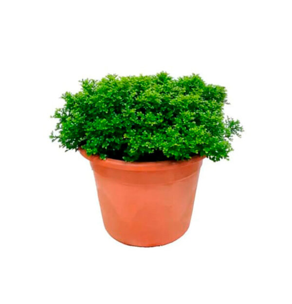 Ball-Kamini-pli Ball Kamini Plant