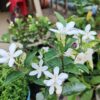 Bhutan Tagar Flower Plant