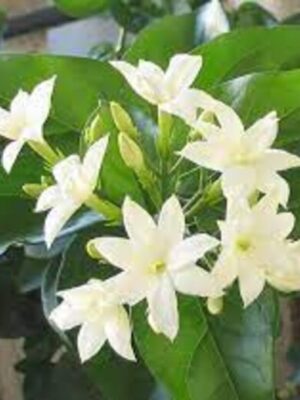 Bhutanmallika3-pli Bhutanmallika Flowering Plant