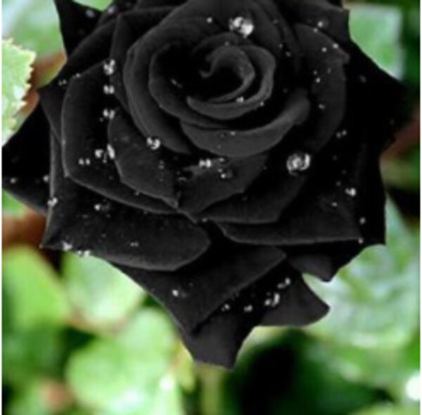 Black-Rose-2-pli Black Rose Plant