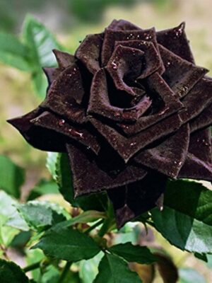 Black-Rose-pli Black Rose Plant