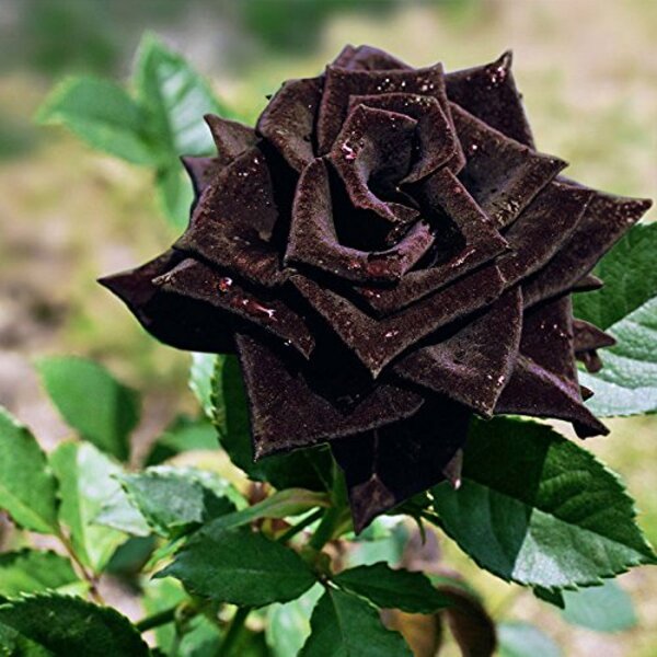 Black-Rose-pli Black Rose Plant