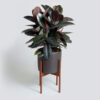 Black Rubber Plant