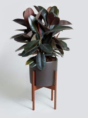Black-Rubber-3-pli Black Rubber Plant
