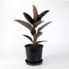 Black Rubber Plant