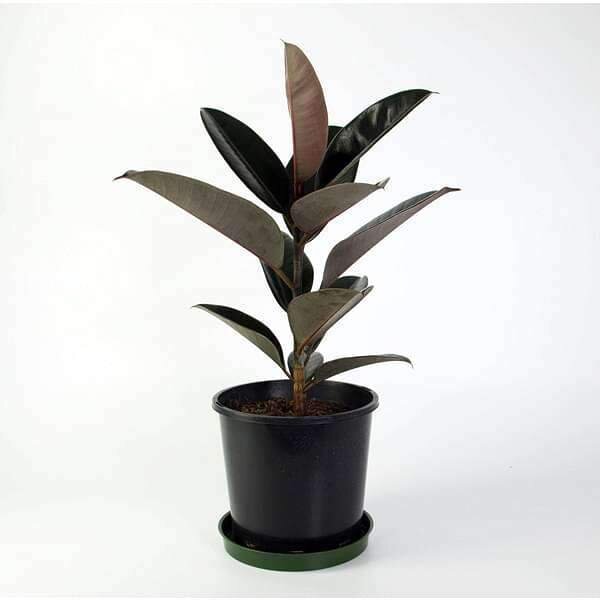 Black Rubber Plant
