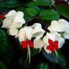 Bleeding Heart Vine Plant, White