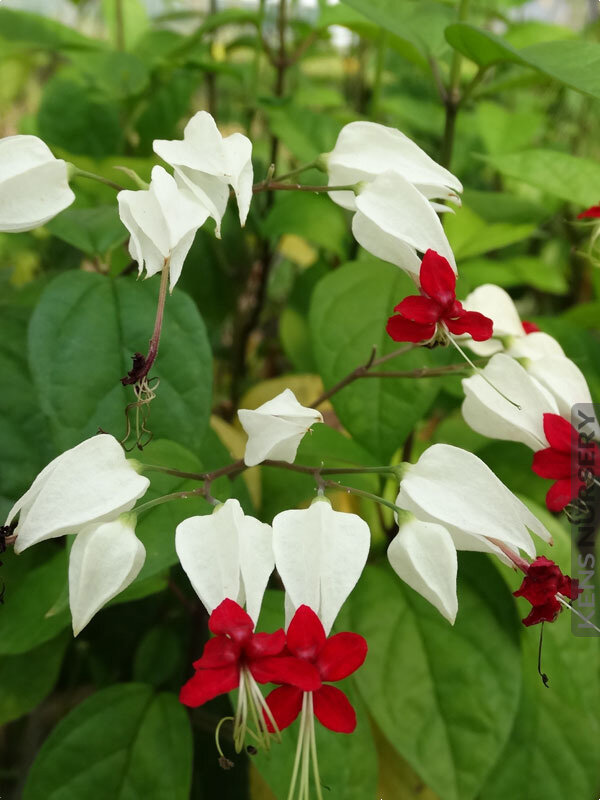 Bleeding Heart Vine Plant, White