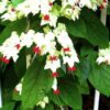 Bleeding Heart Vine Plant, White