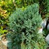 Blue-Pine-3-pli Blue Pine Plant