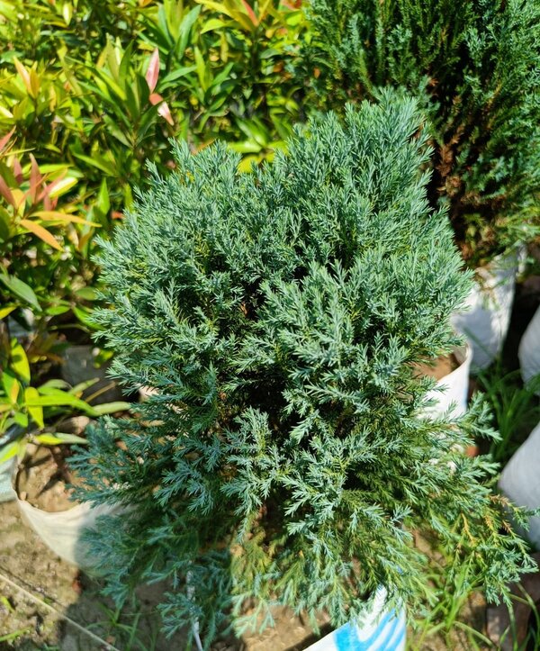 Blue-Pine-3-pli Blue Pine Plant
