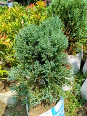 Blue-Pine-pli Blue Pine Plant