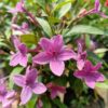 Blue Tagar Flowering Plant
