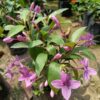 Blue Tagar Flowering Plant