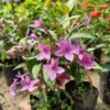 Blue Tagar Flowering Plant