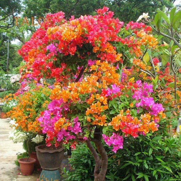 Bonsai Bougainvillea Plant, 10 Color