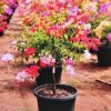 Bonsai Bougainvillea Plant, 10 Color