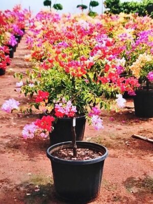 Bonsai-Bougainville-10-Colour-3-pli Bonsai Bougainvillea Plant, 10 Color