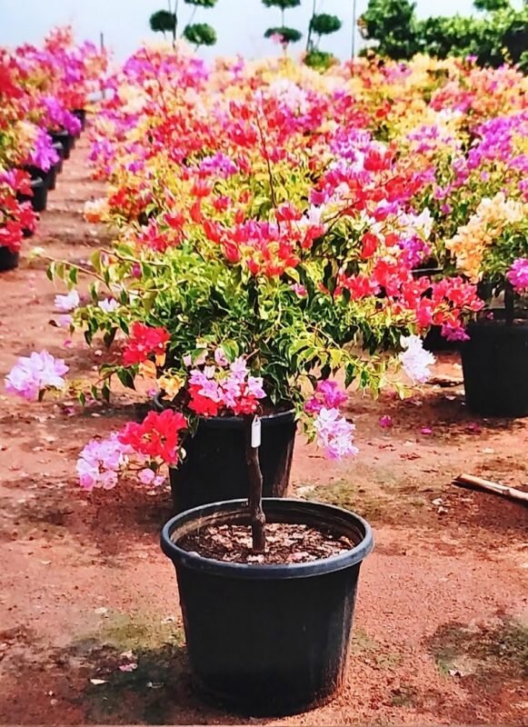 Bonsai Bougainvillea Plant, 10 Color