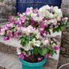 Bougainvillea Flowering Plant, Pink And White