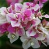 Bougainvillea Flowering Plant, Pink And White
