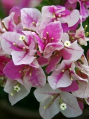 Bougainvillea Flowering Plant, Pink And White