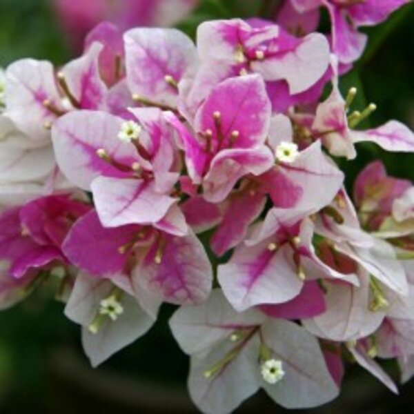 Bougainvillea Flowering Plant, Pink And White