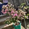 Bougainvillea Flowering Plant, Pink And White