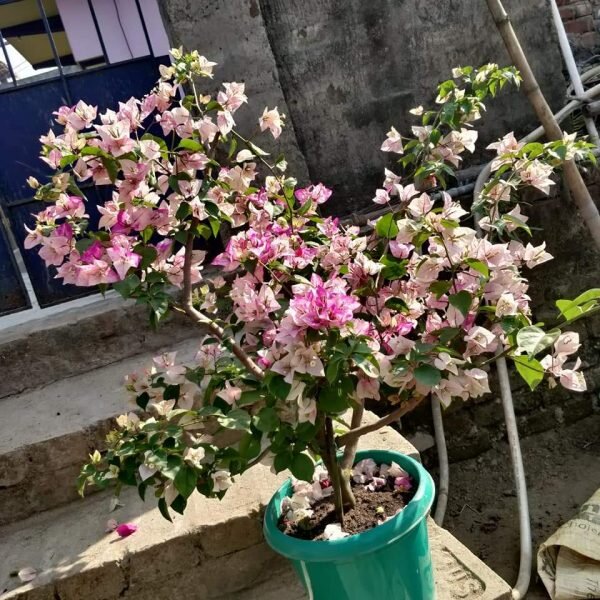 Bougainvillea Flowering Plant, Pink And White