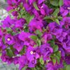Bougainvillea Flowering Plant, Purple