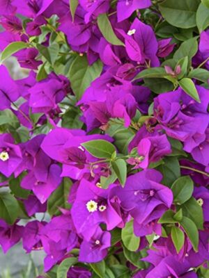 Bougainvillea Flowering Plant, Purple