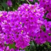 Bougainvillea Flowering Plant, Purple