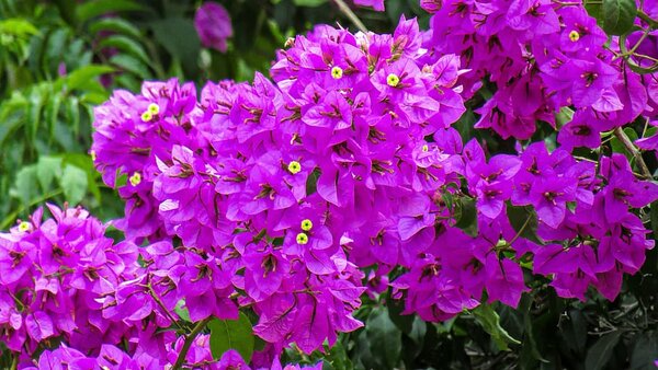 Bougainvillea Flowering Plant, Purple