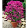 Bougainvillea Flowering Plant, Purple