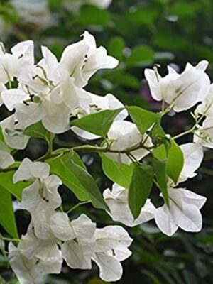 Bougainvillea Flowering Plant, White
