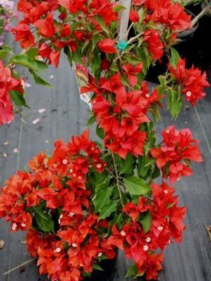 Bougainvillea Flowering Plant, Dark Red