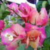 Bougainvillea Flowering Plant, Chitra