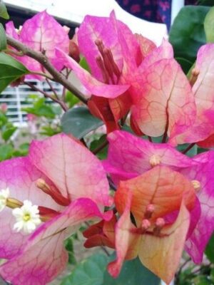 Bougainvilleas-Chitra2-pli Bougainvillea Flowering Plant, Chitra