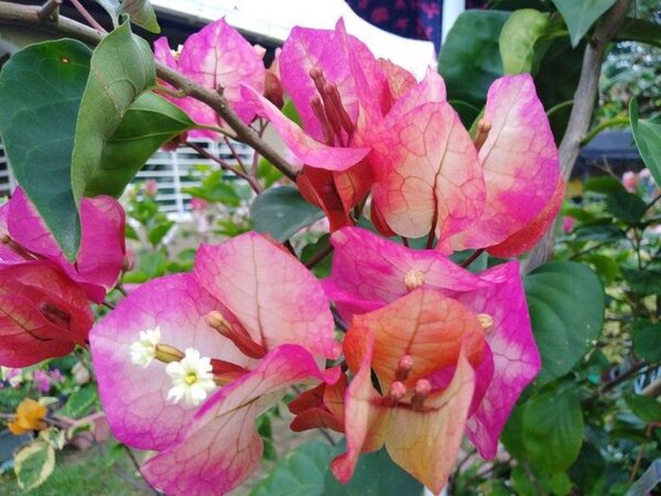 Bougainvillea Flowering Plant, Chitra