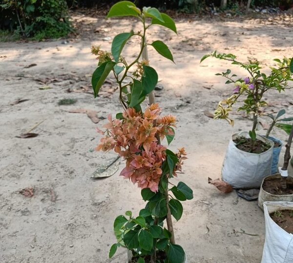Bougainvillae Flowering Plant - Light Color
