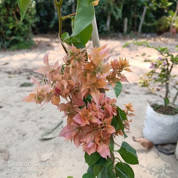 Bougainvillae Flowering Plant - Light Color